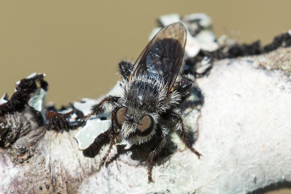 Tabanidae?  No, Asilidae